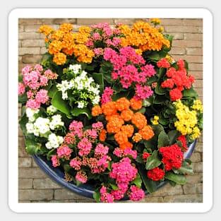 Kalanchoe Flowers Sticker